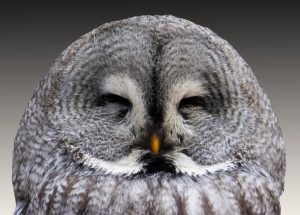 animal-owl-eagle-owl-wisdom-48155