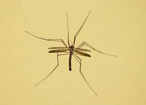 20032030_751011378393542_371441288518814047_n