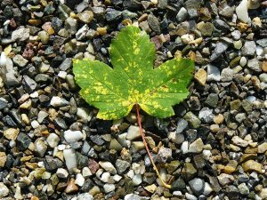 maple-leaf-422582_1920