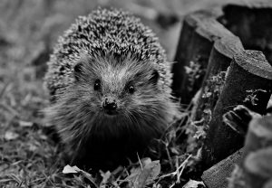 hedgehog-2456255_1920