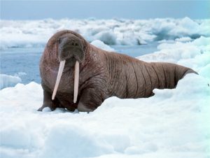 walrus-518233_1920