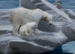 polar-bear-709682_1920