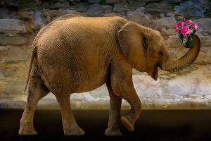 animals-3193669_1920