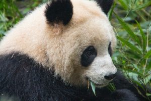 panda chart