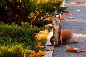 squirrel-1459172_1920