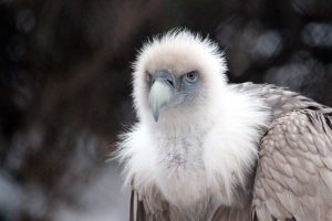 griffon-vulture-3474134_1920