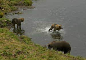 bears-673983_1920