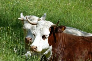 cattle-346089_1920
