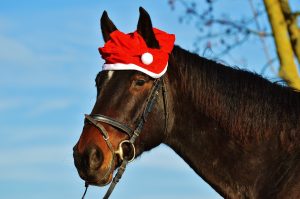 horse-1041197_1920